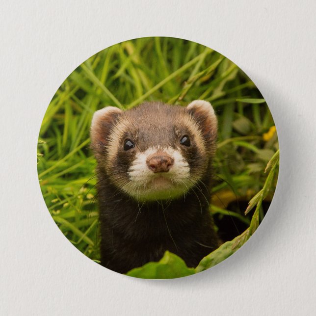Badge Rond 7,6 Cm Ferret Brown dans l'herbe (Devant)