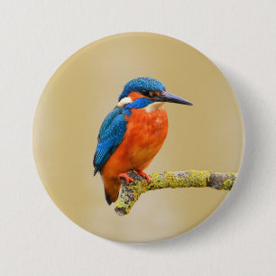 Badge Rond 7,6 Cm Oiseau orange bleu de martin-pêcheur
