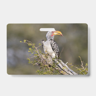 Badge Yellow billed hornbill