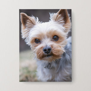 Badge Yorkshire terrier, chien, animal de compagnie