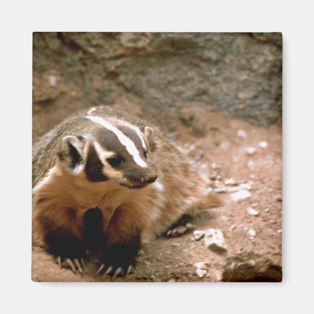 Badger Magnet (Vorne)