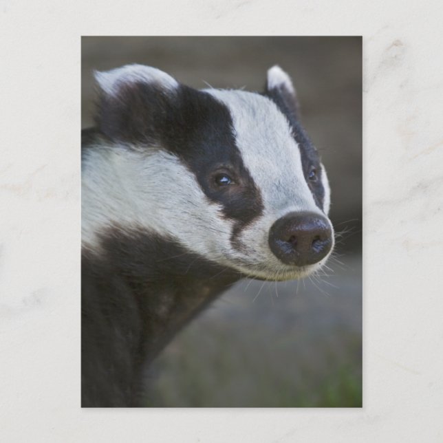 Badger Portrait Postkarte (Vorderseite)