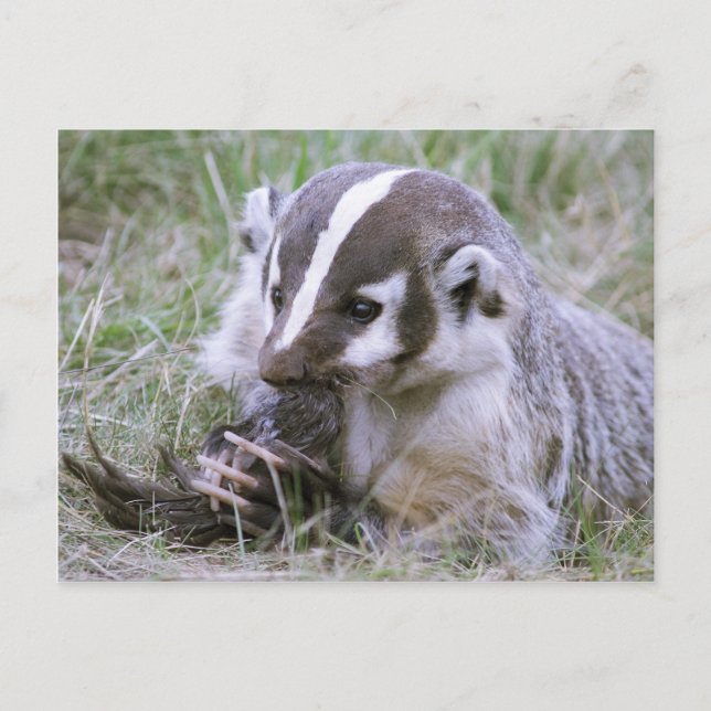 Badger Postkarte (Vorderseite)