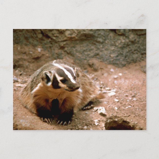 Badger Postkarte (Vorderseite)