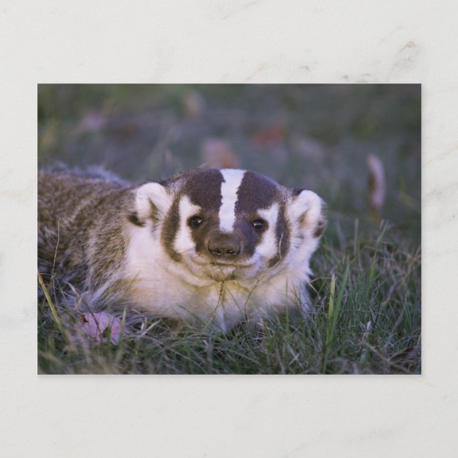 Badger Postkarte (Vorderseite)