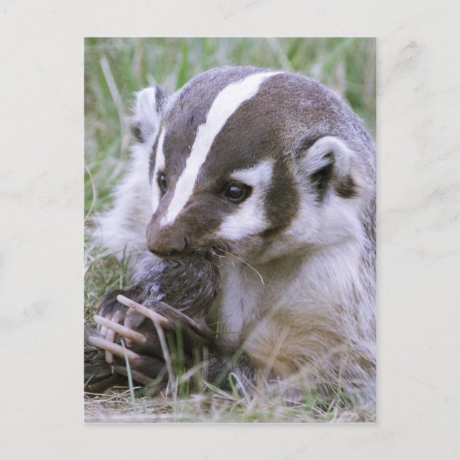 Badger Postkarte (Vorderseite)