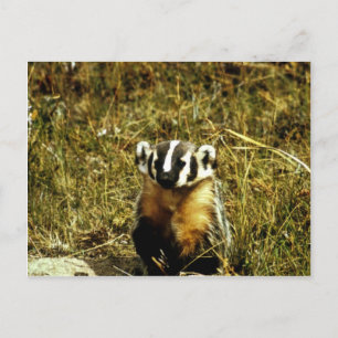Badger Postkarte