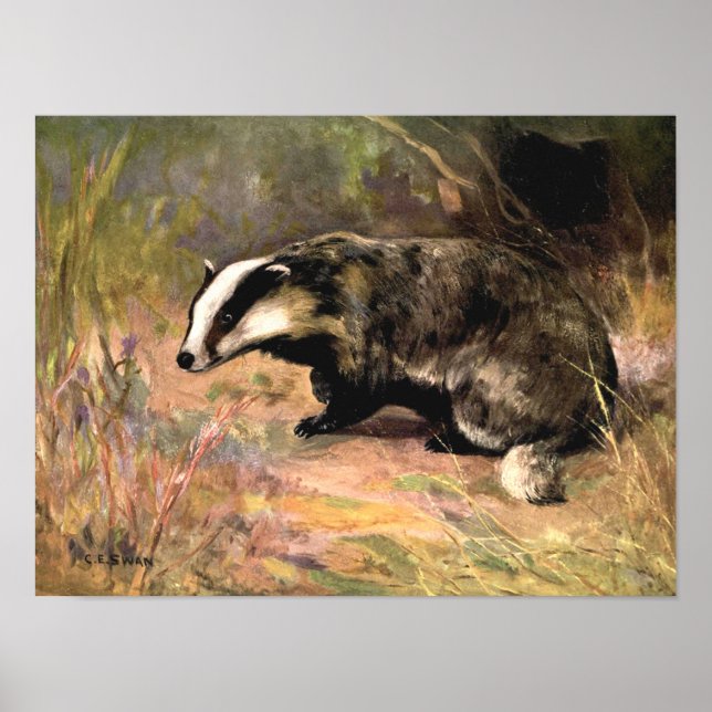 Badger von CE Swan, Vintage Waldtiere Poster (Vorne)