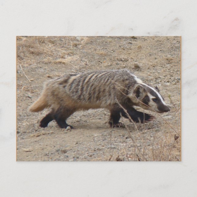 Badger Walking Postcard Postkarte (Vorderseite)