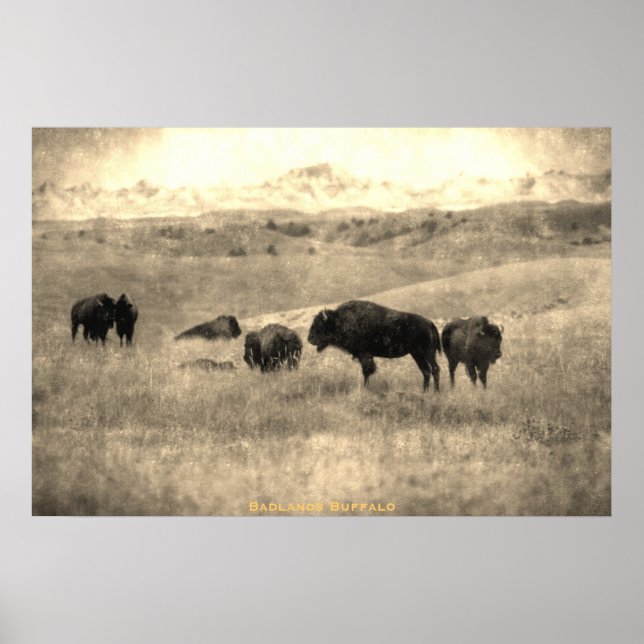 Badlands Bison Poster (Vorne)