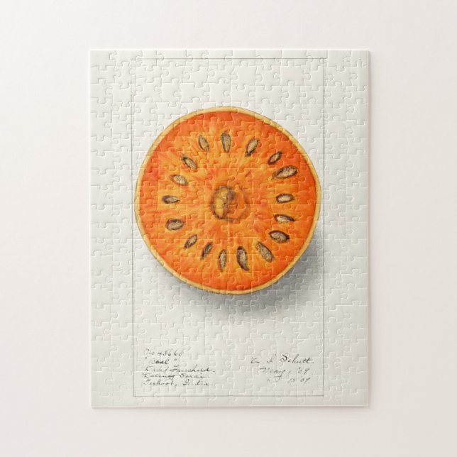 Bael (Aegle Marmelos) Fruchtfarben (Vertikal)