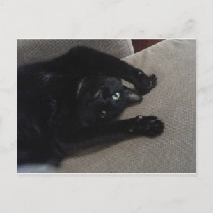 Bagheera, die schwarze Katze Postkarte