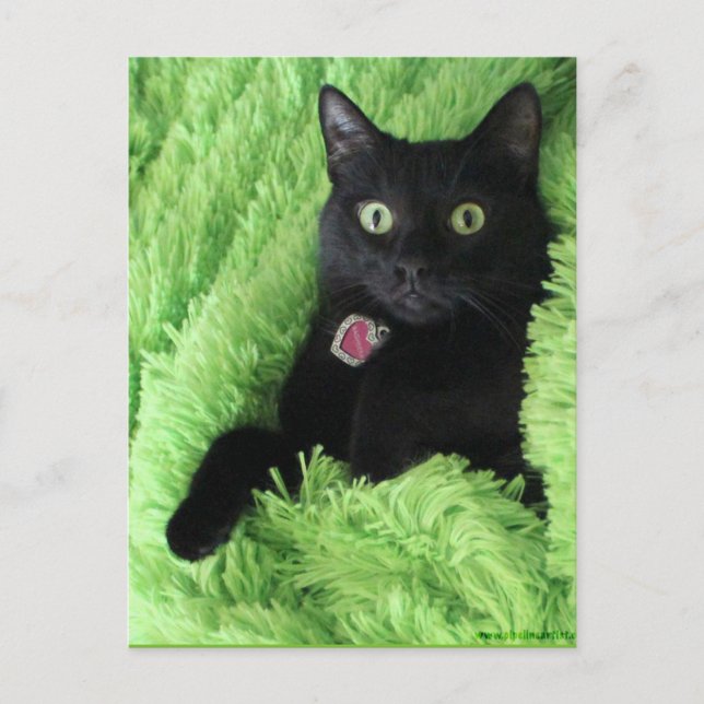 Bagheera, die Schwarzkatzenpostkarte Postkarte (Vorderseite)