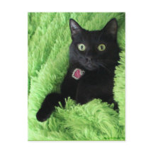 Bagheera la carte postale de chat noir