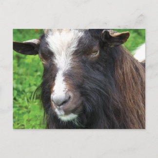 Bagot Goat | Seltene Rasse Postkarte