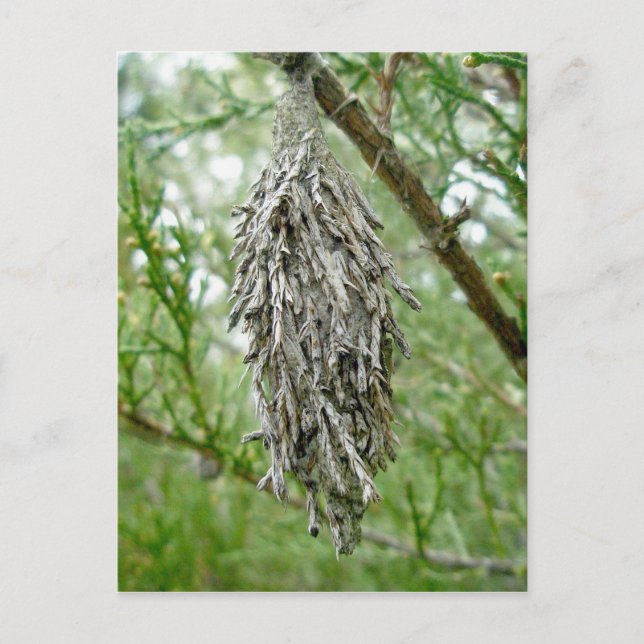 Bagworm Postcard Postkarte (Vorderseite)