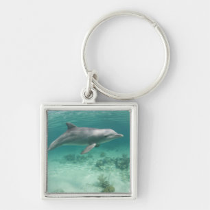 Bahamas, Grand Bahama Island, Freeport, Gefangen 6 Schlüsselanhänger