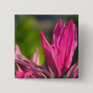 BAHAMAS, New Providence Island, Nassau: Paradies Button