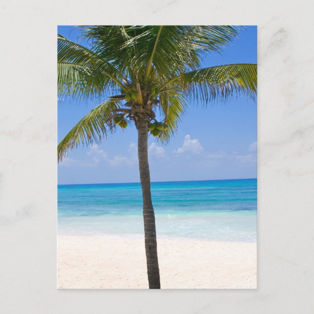 Bahamas Palm Tree Postkarte (Vorderseite)