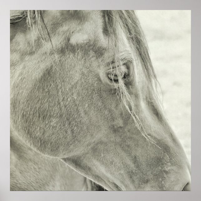 BAIE BEAUTY 24x24 Poster (Devant)