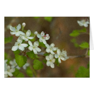 Baie d'aubépine de persil