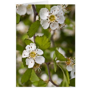 Baie d'aubépine jaune