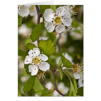 Baie d'aubépine jaune