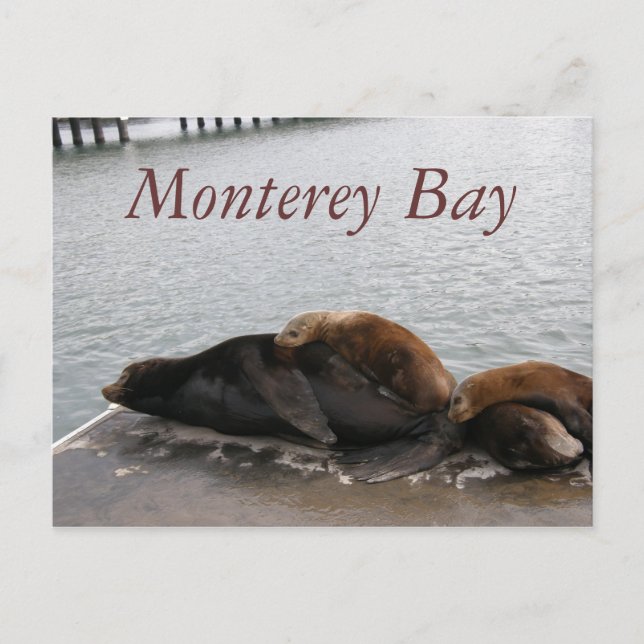 Baie de Monterey - Carte postale Lions de mer (Devant)