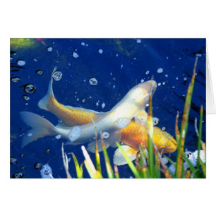 baignade koi carpe dans un étang