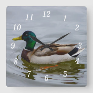 Baignade Mallard Baignade Mur Horloge