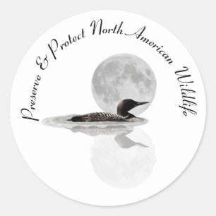 Baignades De Loon Dans Les Stickers Lune