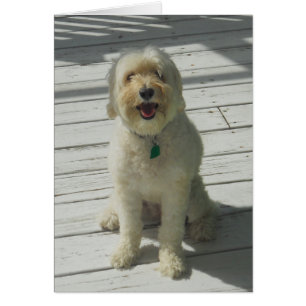 Bailey der schöne Hund auf dem Deck - Karte