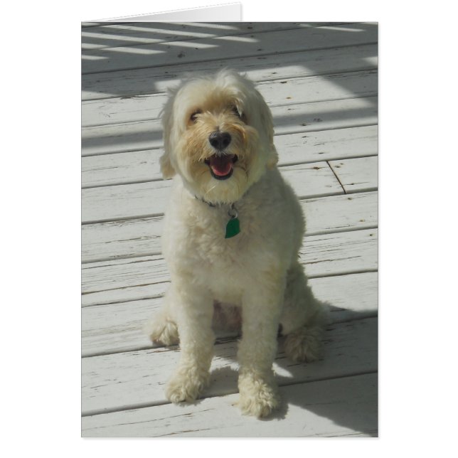 Bailey der schöne Hund auf dem Deck - Karte (Vorne)