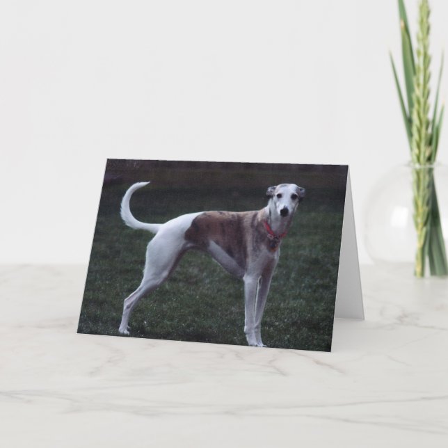 "Bailey" Whippet Foto Grußkarte Karte (Vorderseite)