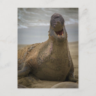 Bâillement d'un phoque Carte postale