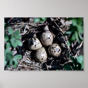 Bairds Flussuferläufer-Nest mit Eiern Poster