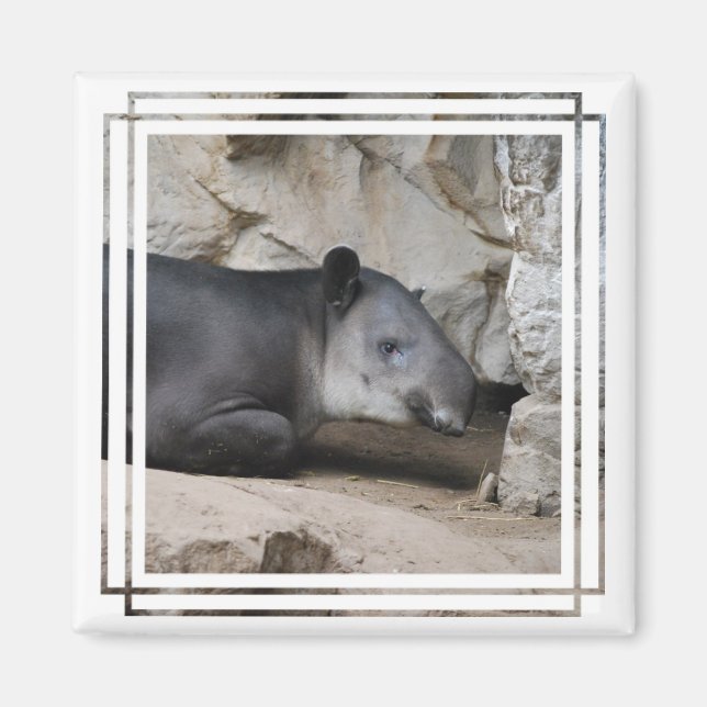 Baird's Tapir Magnet (Vorne)