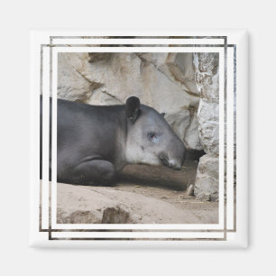 Bairds Tapir-Magnet Magnet