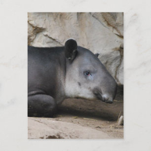 Baird's Tapir Postcard Postkarte