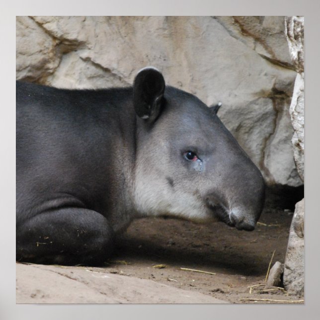 Bairds Tapir Poster (Vorne)