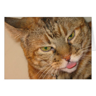 baiser de chat de minou