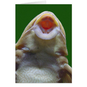 Baiser le poisson