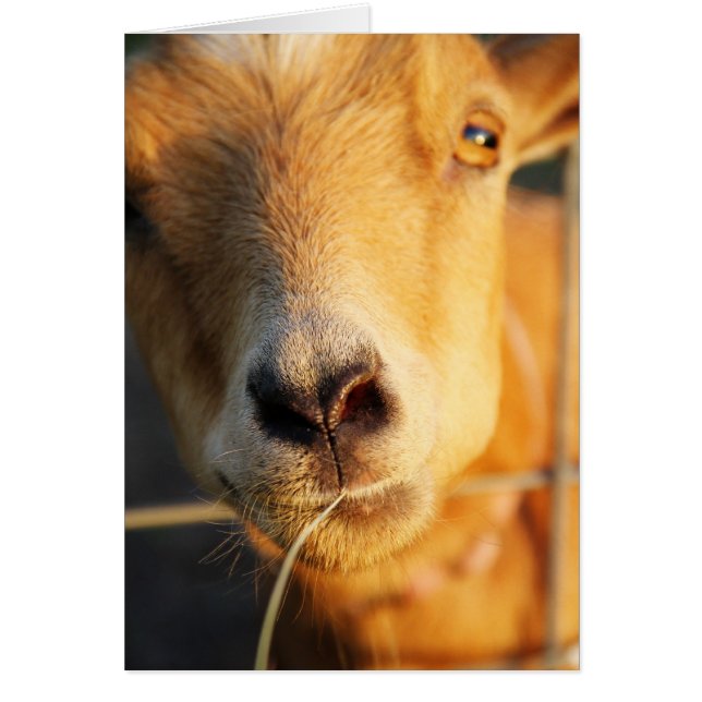 Baisers de chèvre (Devant)