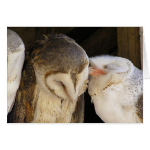 Baisers de hibou