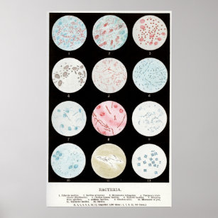 Bakterien Poster