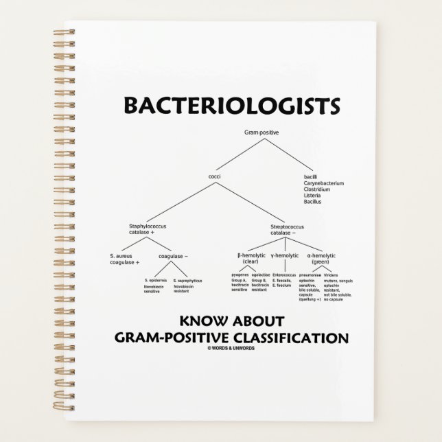 Bakteriologen kennen Gram-Positive Klassifikation Planer (Vorderseite)