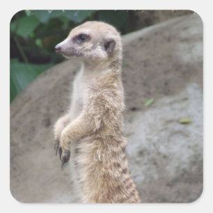 Balancierte Meerkat Aufkleber