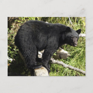 "Balancing Act" Schwarzbären-Wildschutzpostkarte Postkarte