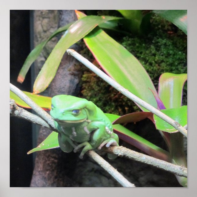 Balancing Frog Poster (Vorne)
