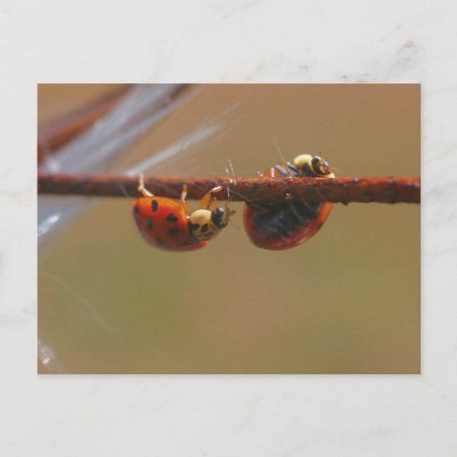 Balancing Ladybugs Naturofotografie Postcard Postkarte (Vorderseite)